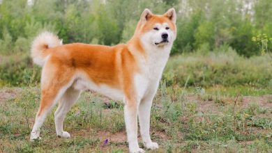 akita inu 1aaf2fa5 230524121837 1000x667