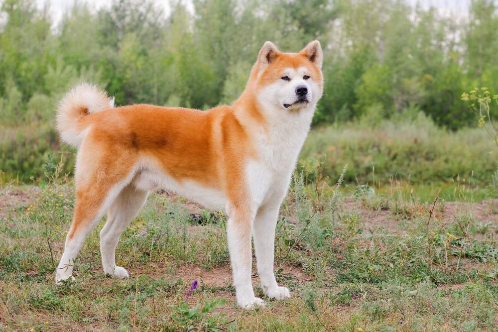akita
