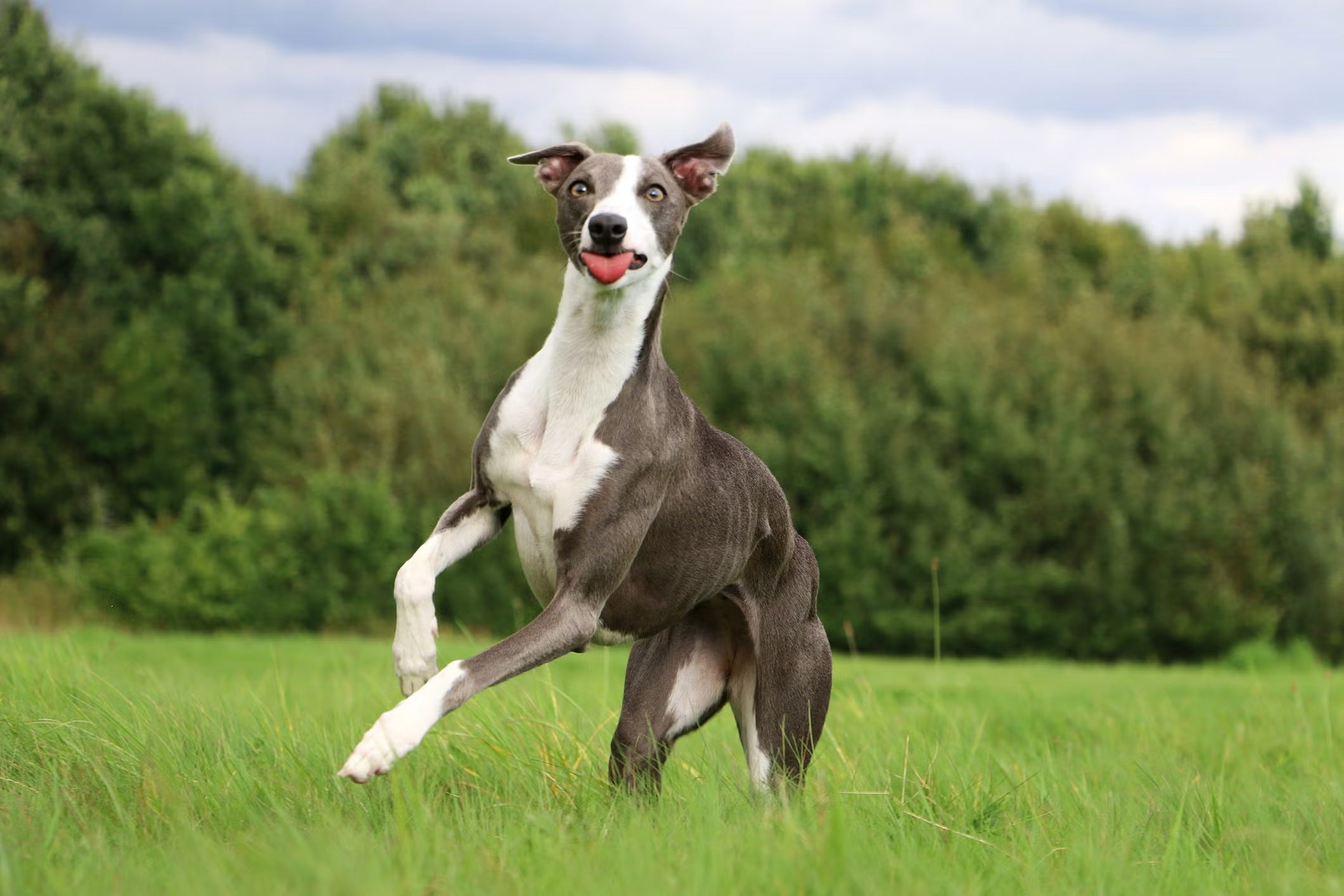 Whippet