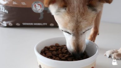 alimentacion para perros mayores 25581 1200