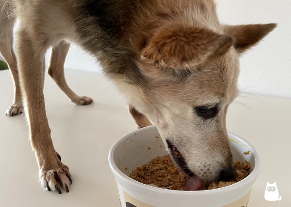 Alimentación para perros mayores - Alimento casero para perros mayores