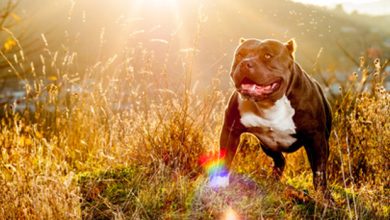 american bully
