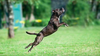 american pitbull terrier