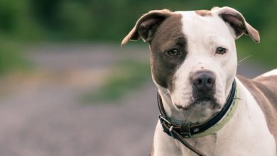 american staffordshire terrier