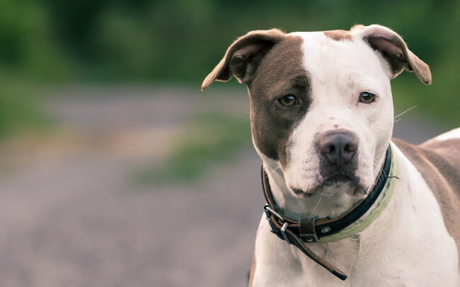 american staffordshire terrier
