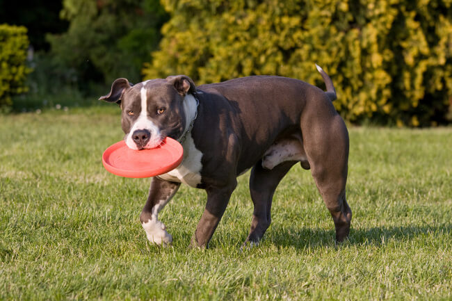 American Stafford jugando