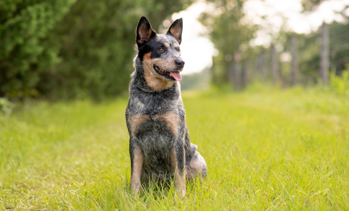 Australian Cattle Dog sentado en el pasto