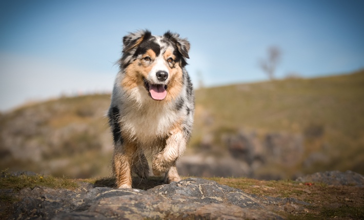 Australian Shepherd corriendo al aire libre