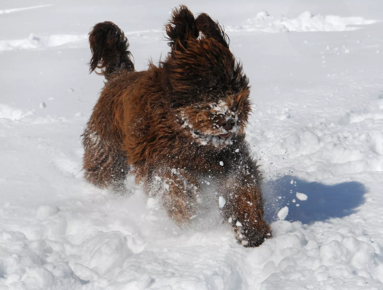 Barbet en la nieve