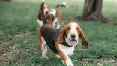 basset hound 55443 0 600