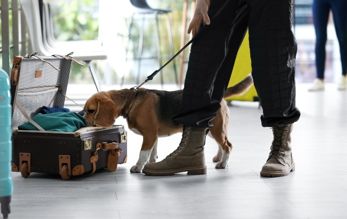 perro policía beagle olfateando una maleta