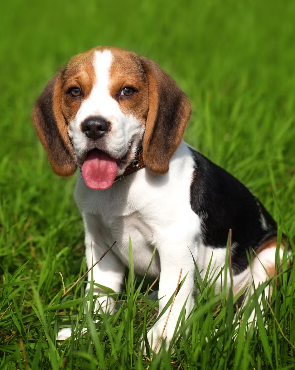 beagle