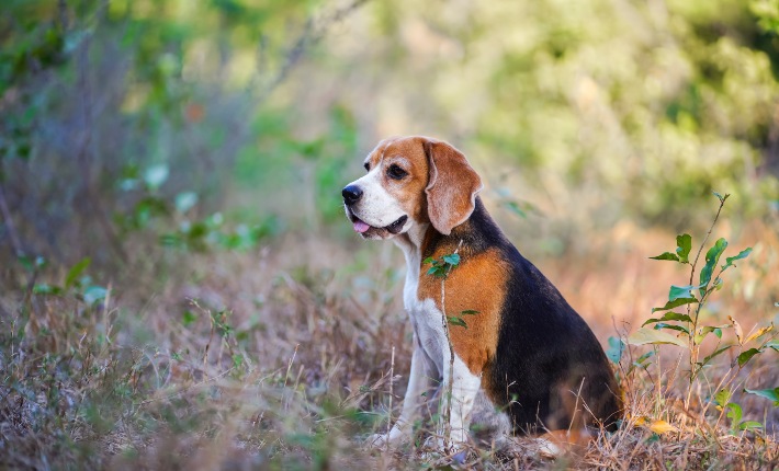 beagle sentado en el bosque