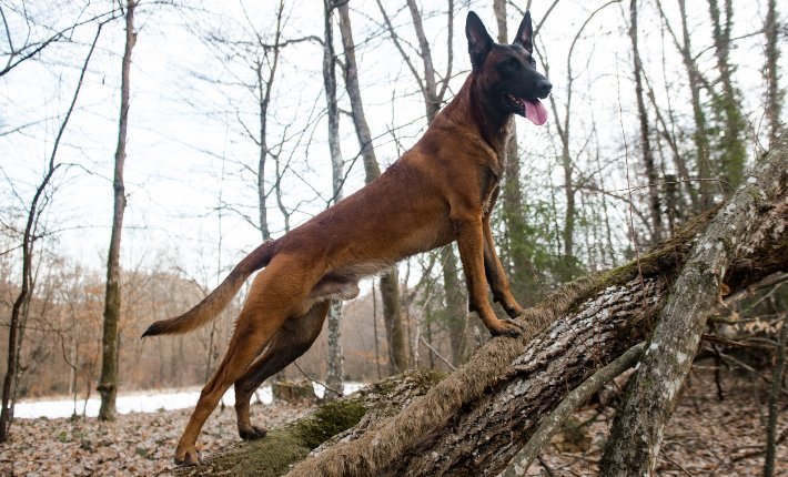 pastor belga malinois en el bosque