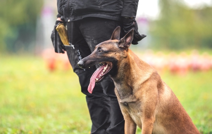 perro policía pastor belga malinois