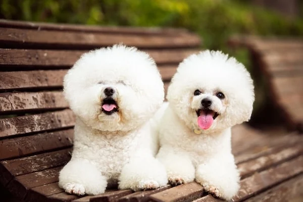 Perros blancos adorables de la raza bichón frisé