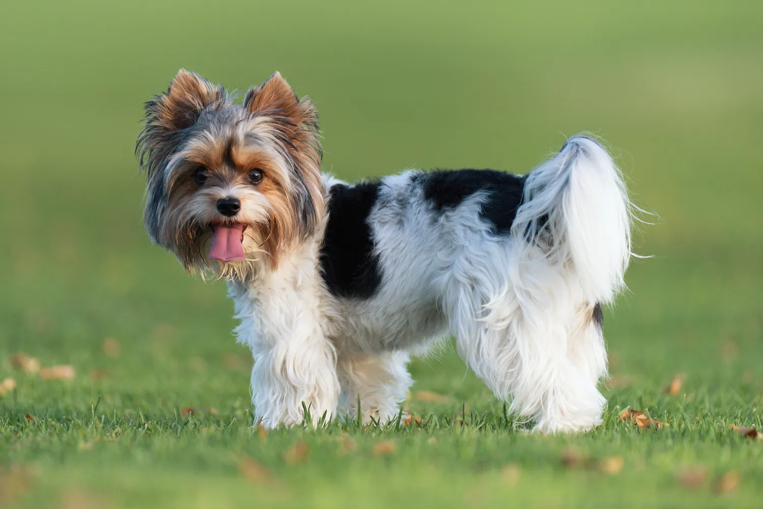 biewer terrier con la lengua fuera en la hierba