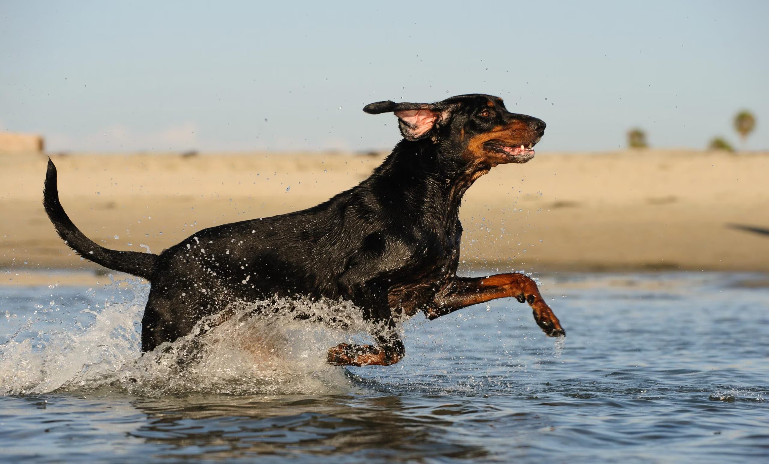 coonhound negro y fuego mojado corriendo por el agua en una playa