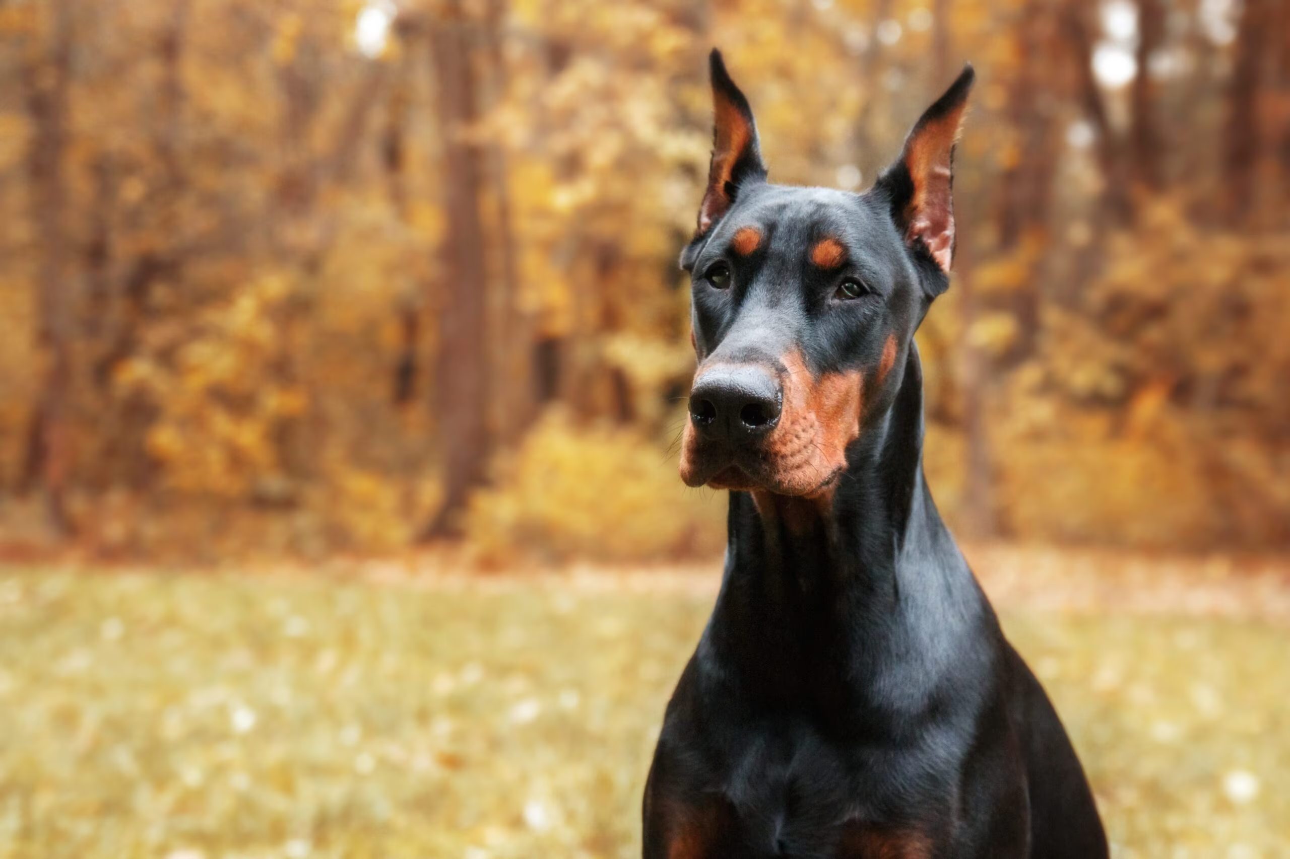 retrato de un perro doberman pinscher