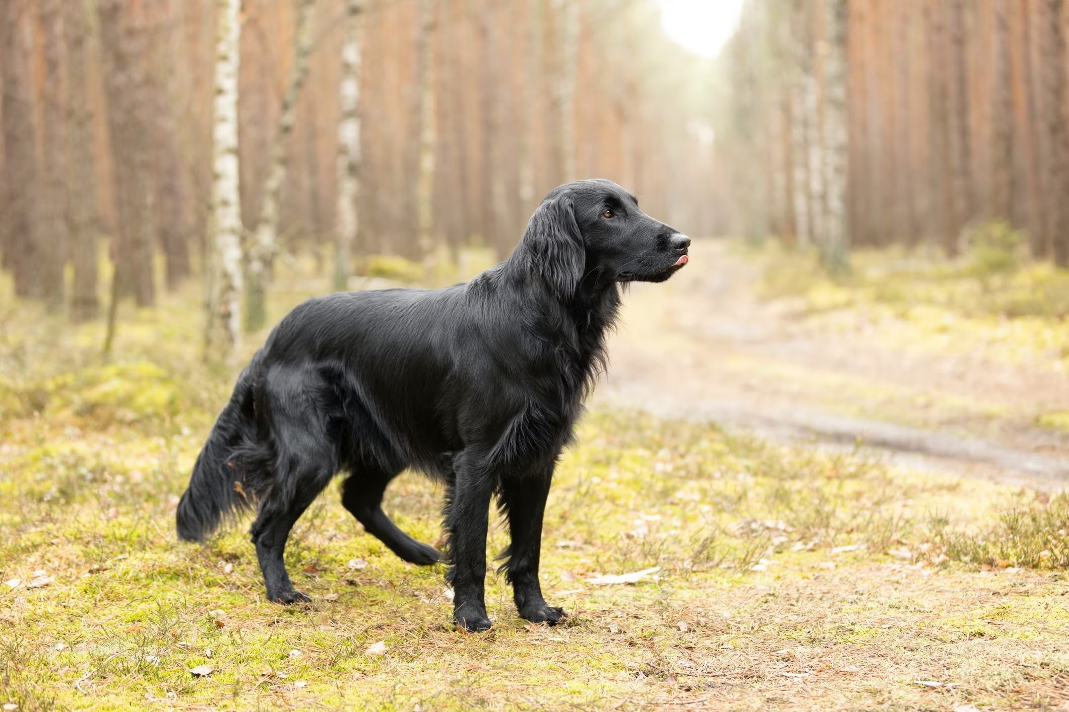 flat-coated retriever negro parado en un sendero de hiking
