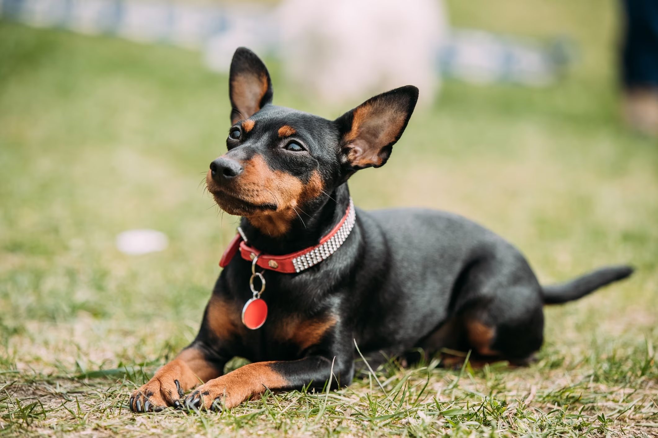 pequeño pinscher miniatura usando collar rojo