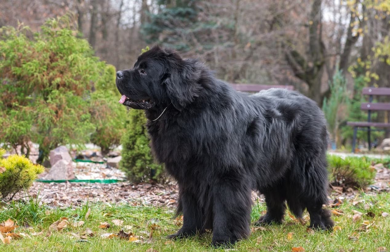 perro terranova negro parado en un patio con brisa