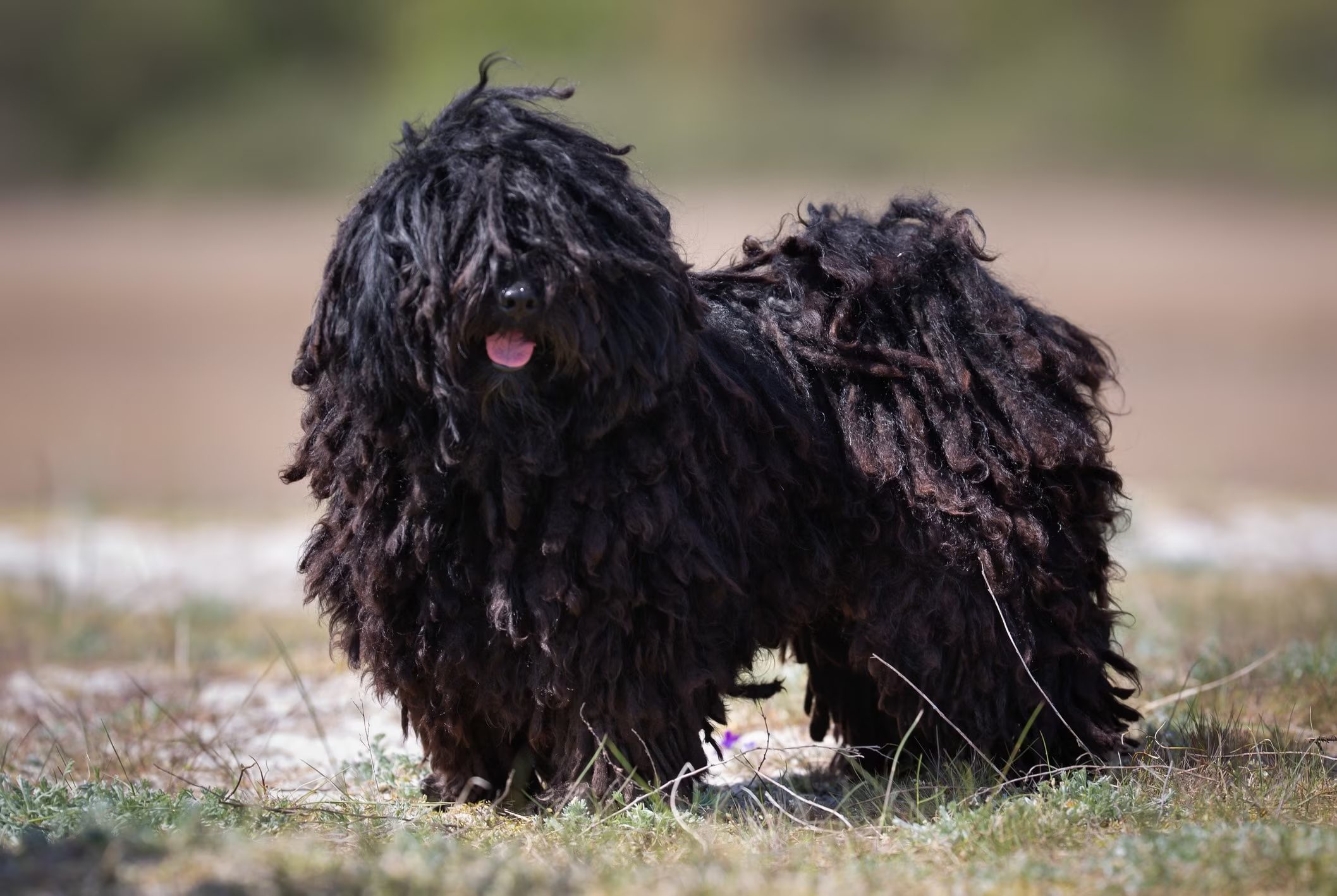 perro puli negro parado con foco suave, lengua afuera