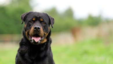 black dogs rottweiler scaled 1