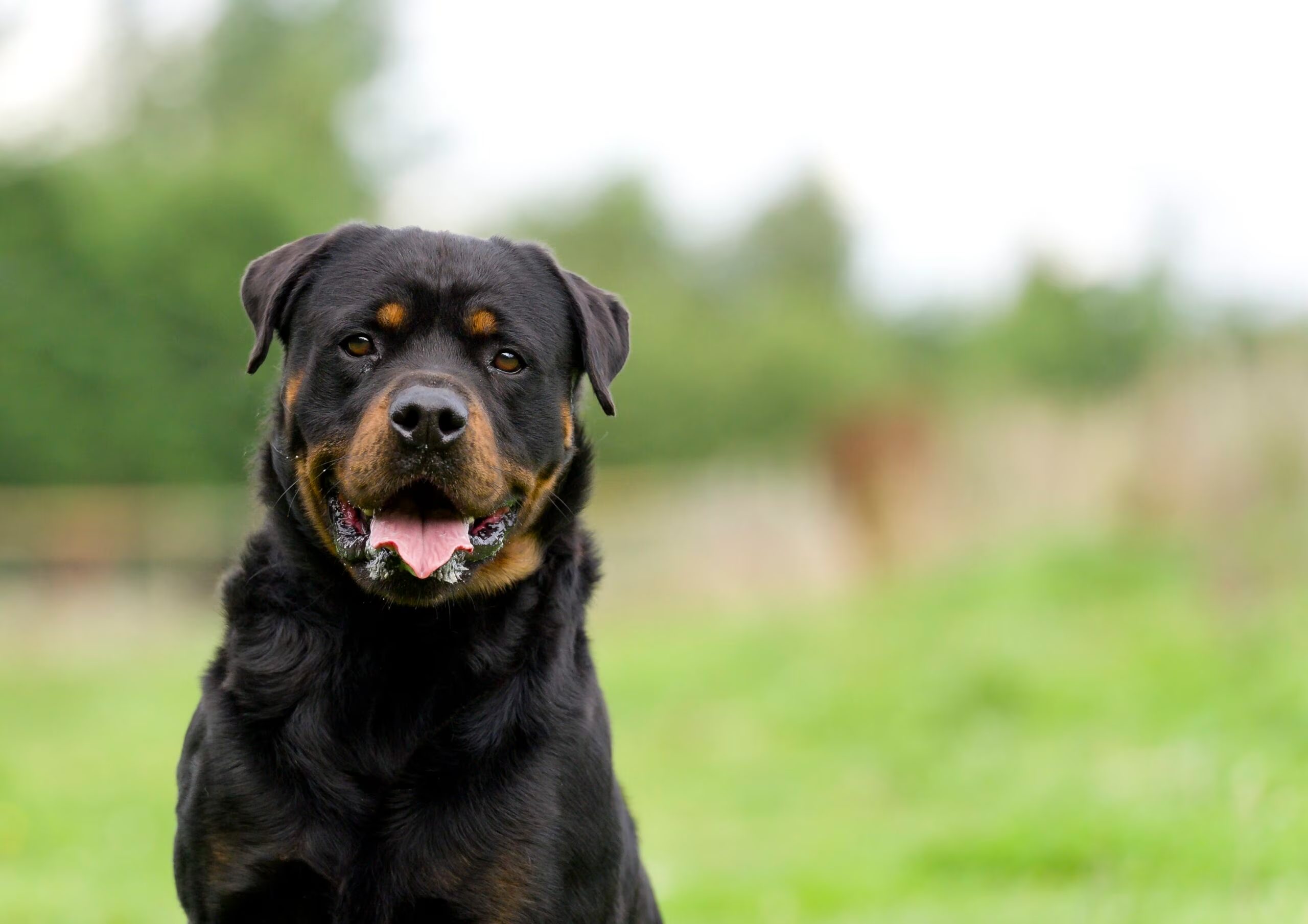 rottweiler sentado en el césped sonriendo a la cámara