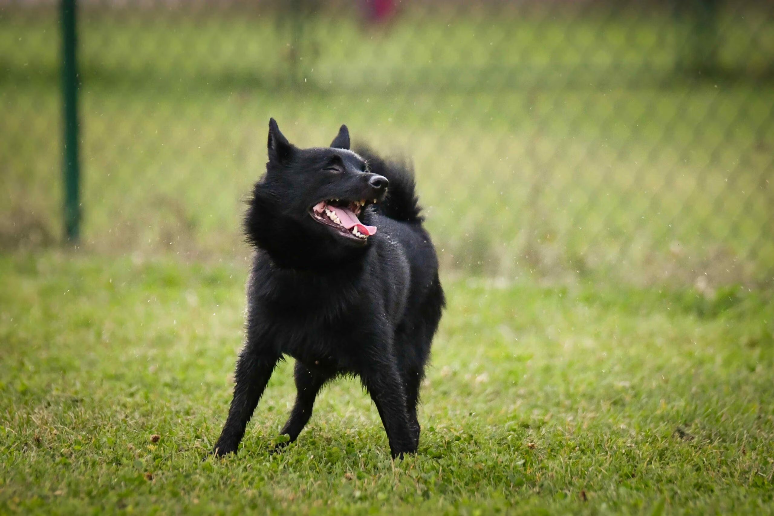 pequeño perro schipperke parado en el pasto sonriendo con los ojos cerrados