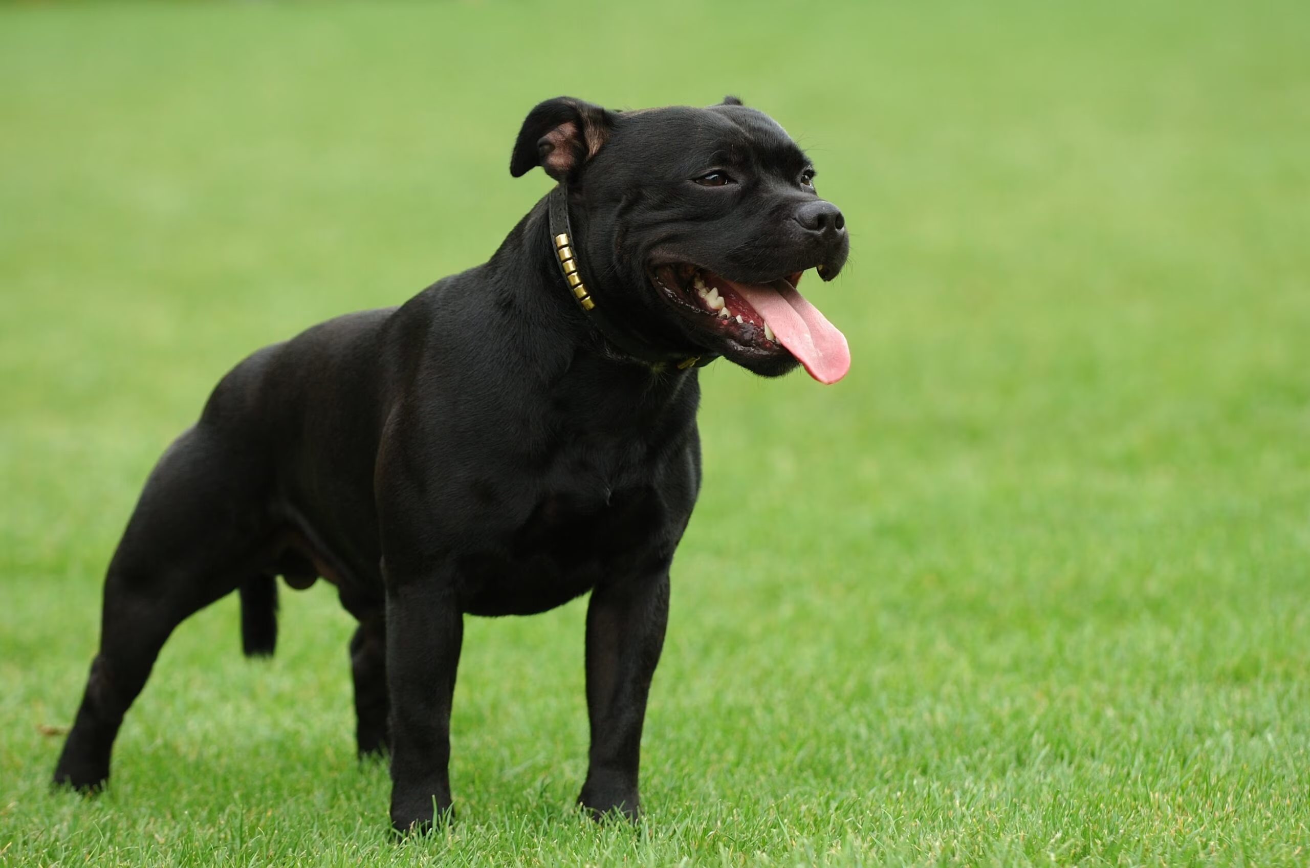 staffordshire bull terrier negro parado sobre la hierba