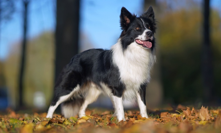border collie