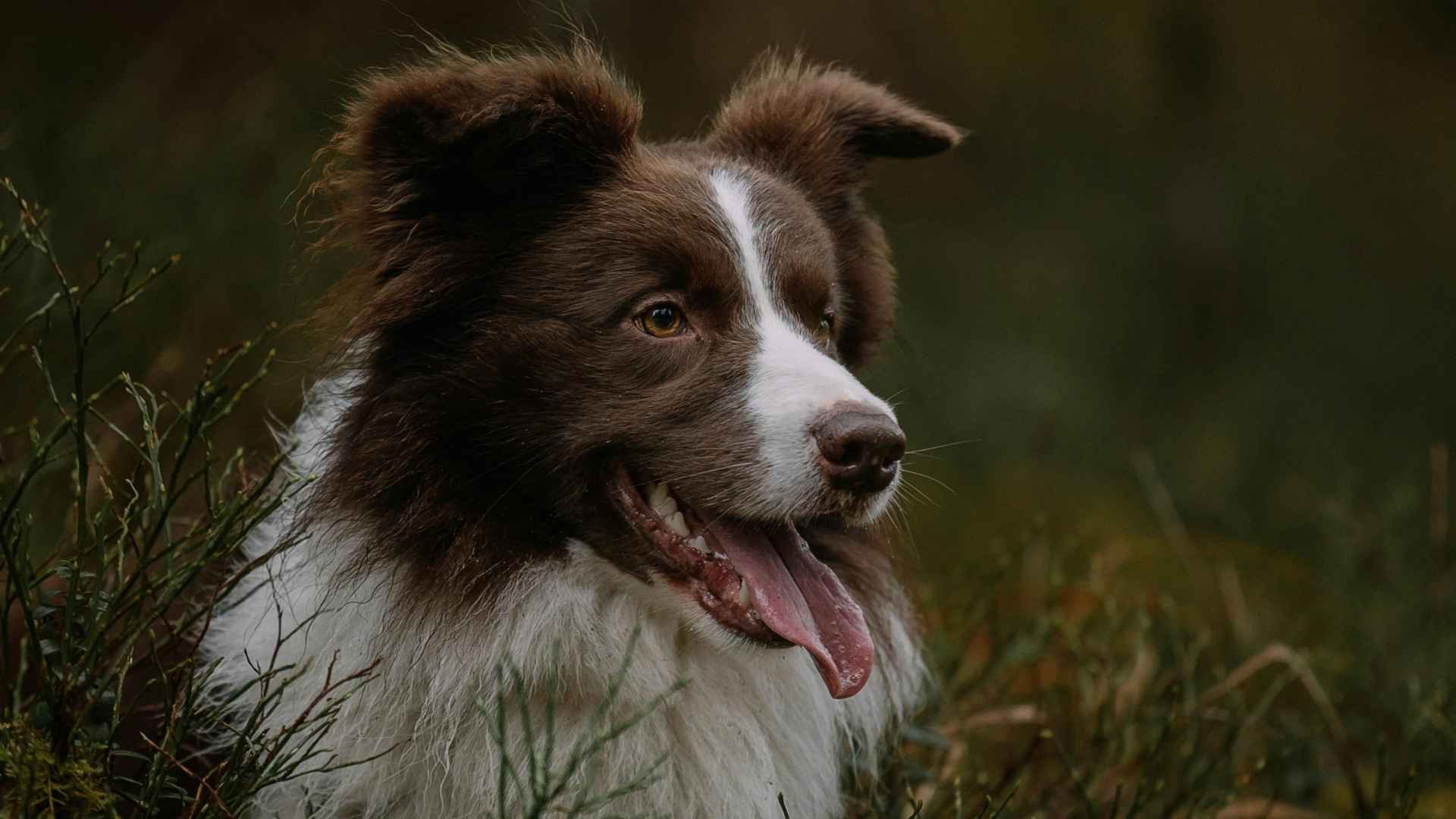 border collie