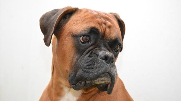 Top razas de perros ideales para niños pequeños: bóxer