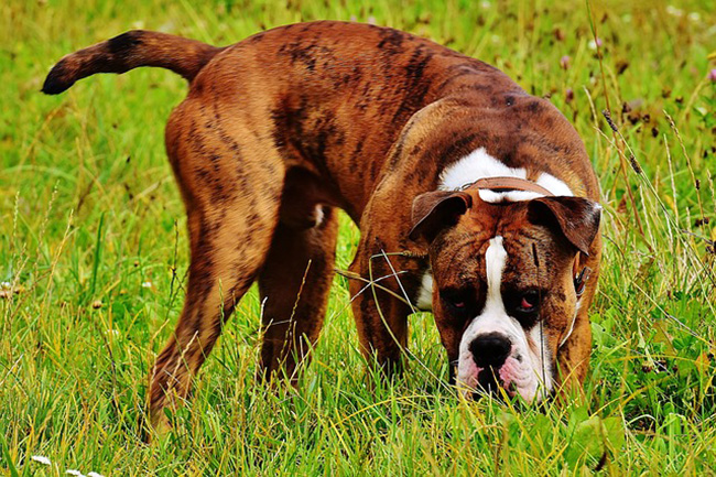 boxer 2