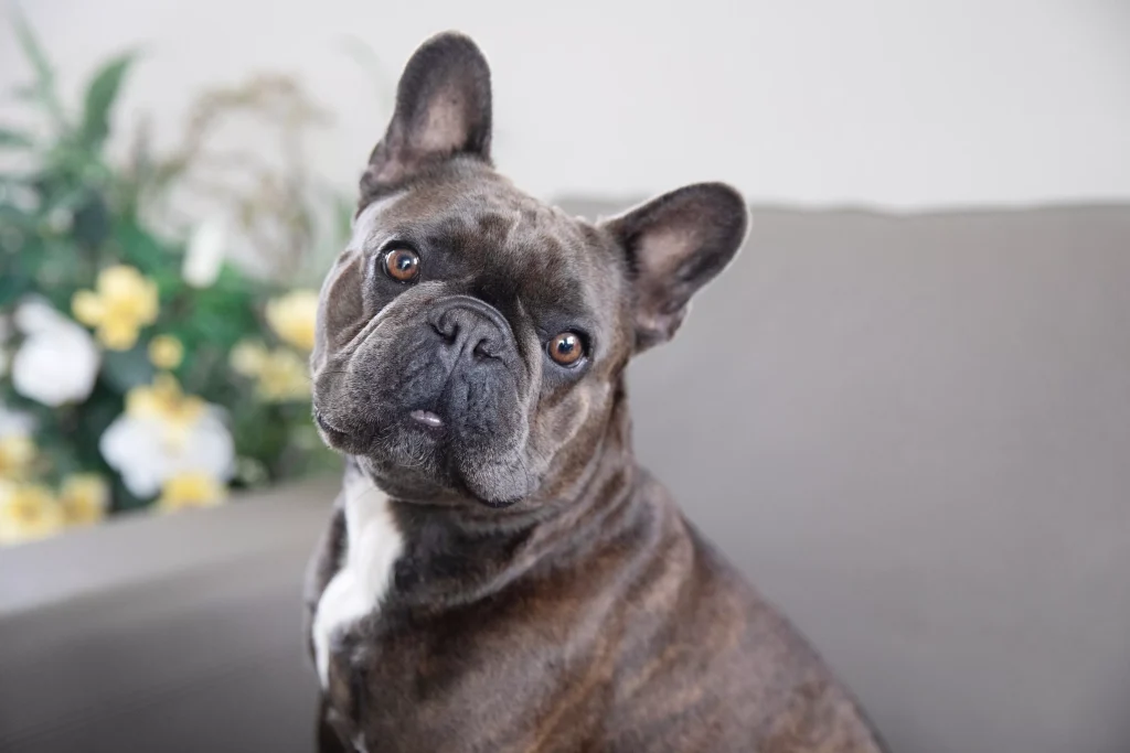 brindle dog breeds 4842181 hero a4b0effcb33f46ec8566a2344d29f431