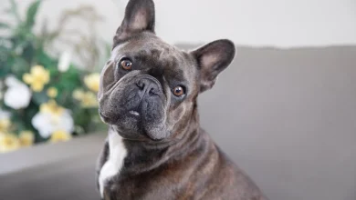 brindle dog breeds 4842181 hero a4b0effcb33f46ec8566a2344d29f431