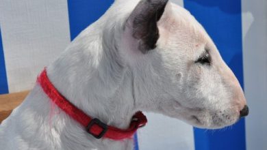 bull terrier