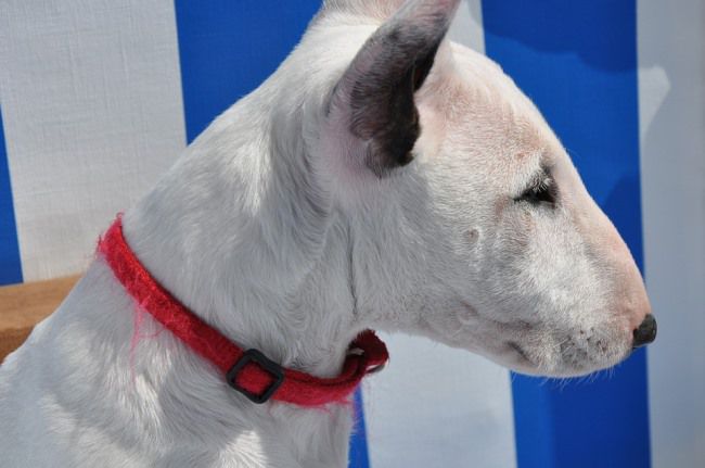 bull terrier