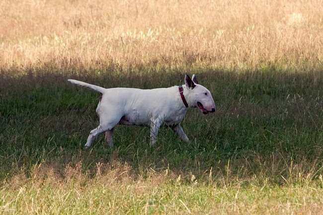 Bull Terrier