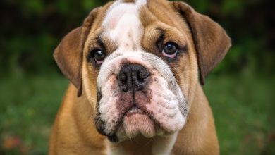 bulldog