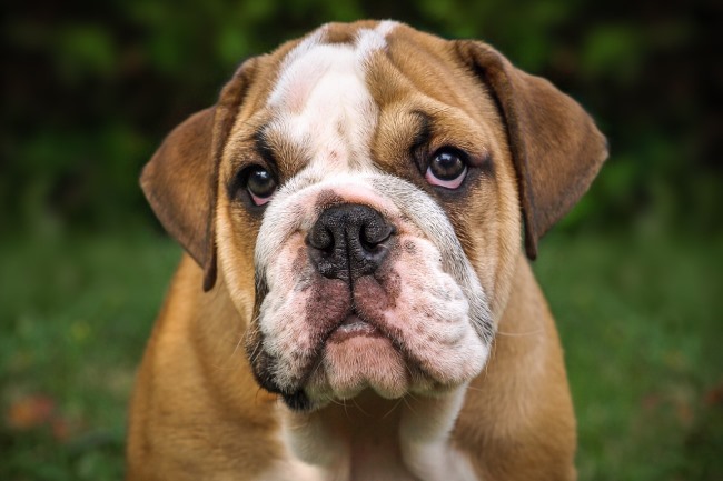 Todo sobre el perro Bulldog: características y cuidados 1 bulldog