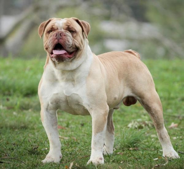 Las razas de perros de Brasil - Bulldog serrano