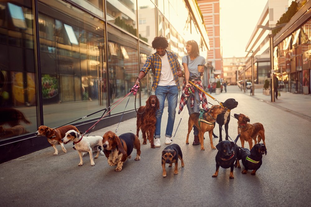 Tutores passeando com cães
