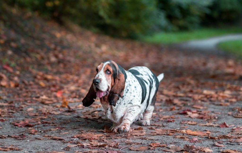 calm dogs basset hound