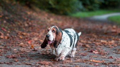 calm dogs basset hound