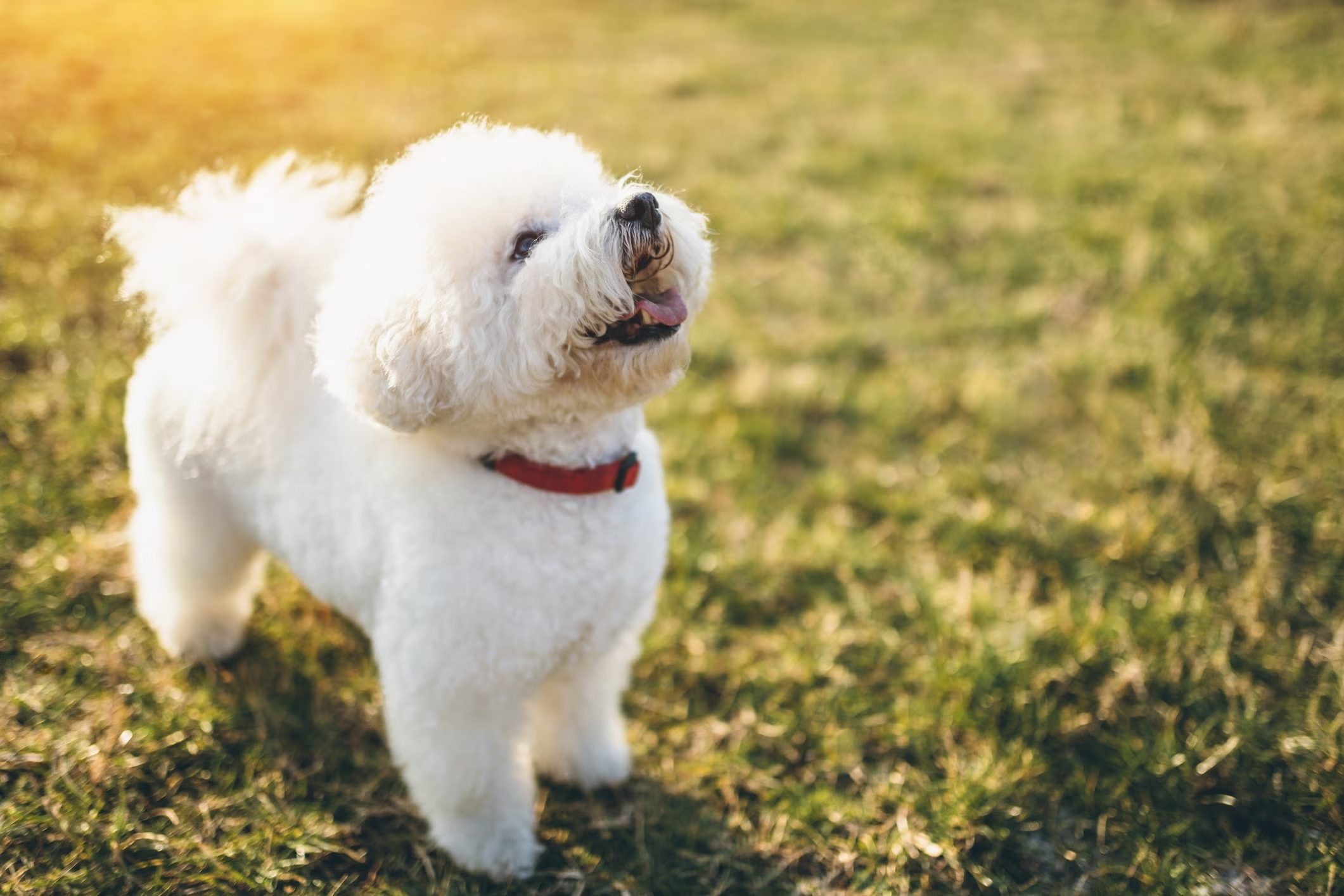 perro bichón frisé blanco mirando hacia arriba en el pasto