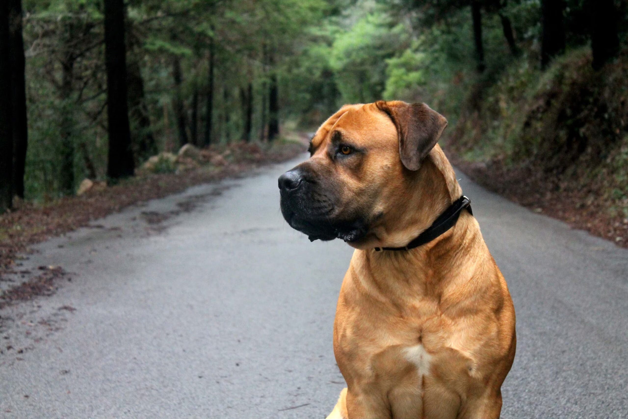 perro boerboel sentado en un camino mirando hacia un lado