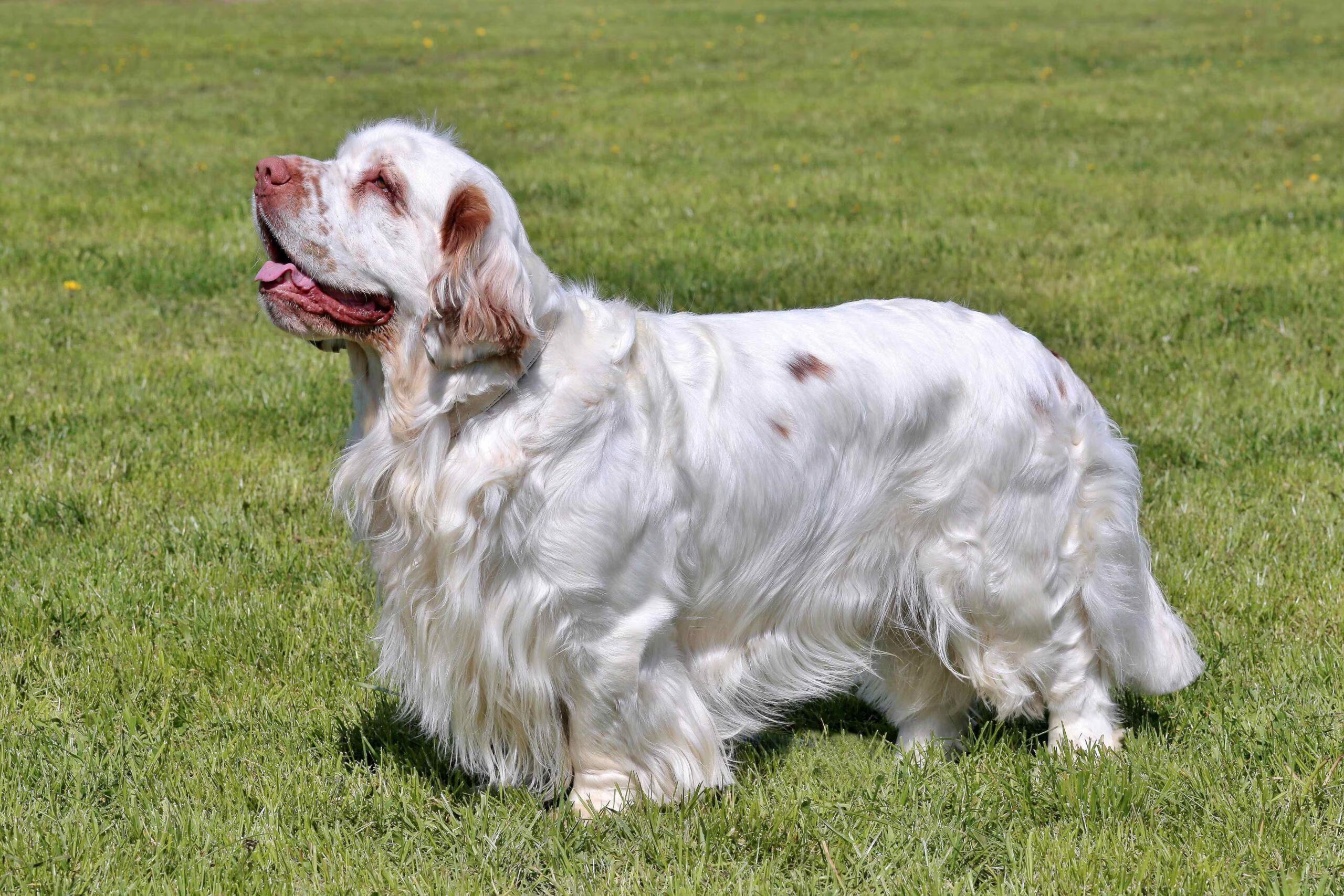 toma de perfil de un clumber spaniel parado en el pasto