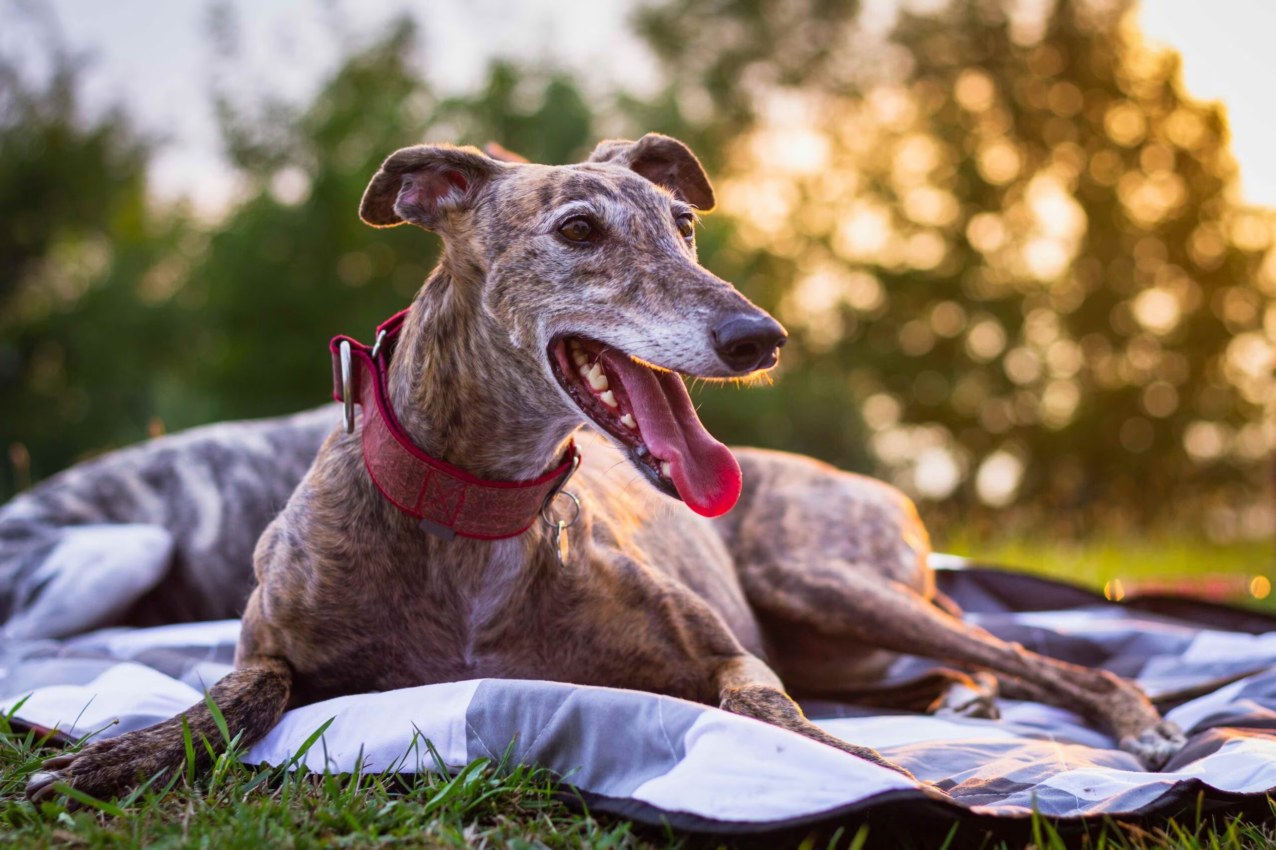 galgo atigrado de edad avanzada acostado sobre una manta de picnic